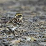 2018年、宮城県で撮影したミヤマホオジロです。